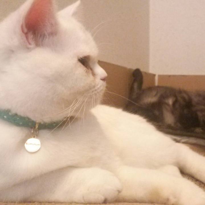 2380efa6 7761 462c bf52 ca031862075c