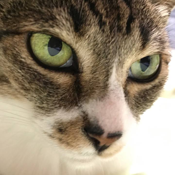 238a3f25 819e 4e0a aec7 faafc8546f61