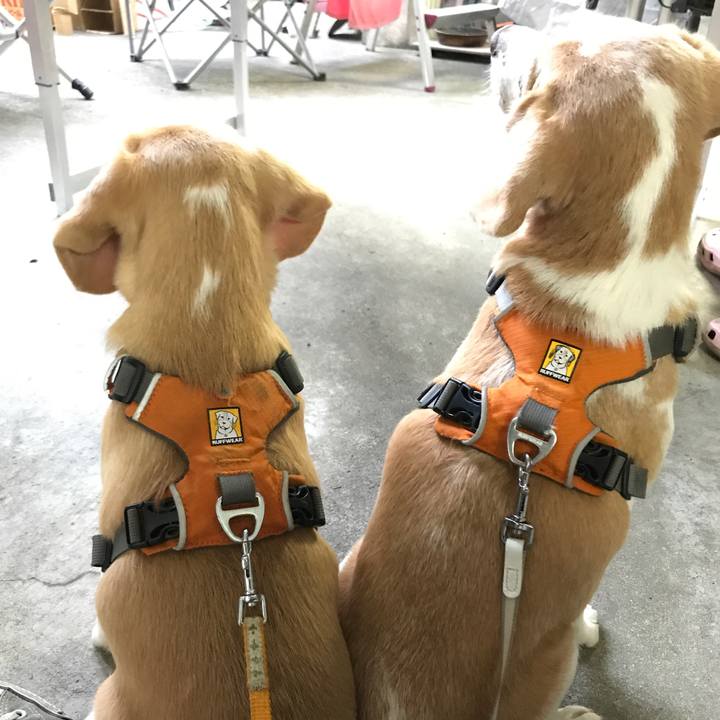 238a9c24 4df1 4879 9ef5 ced409ae582d