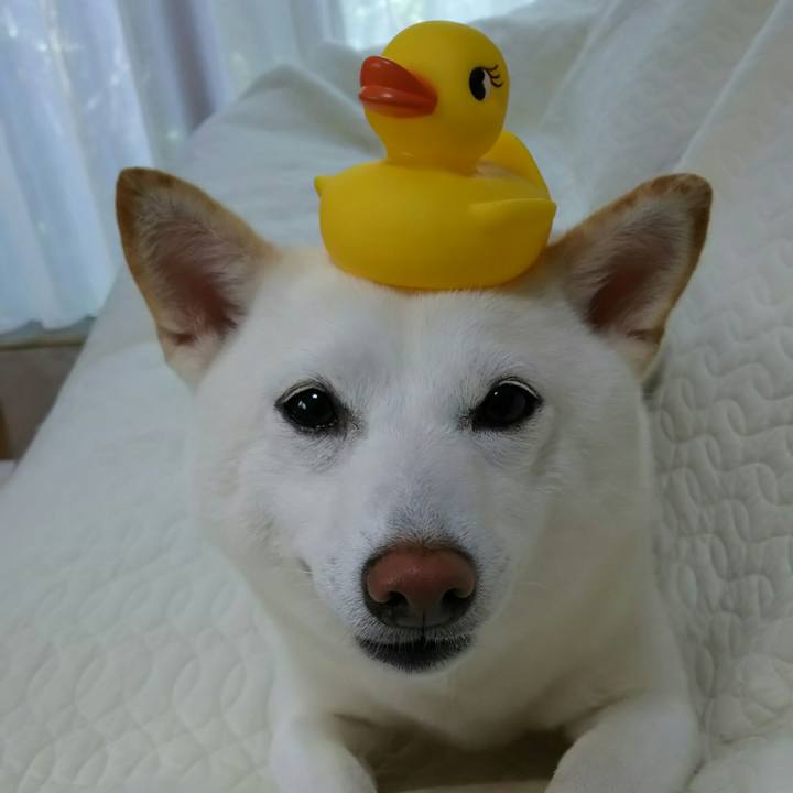 238cfe46 b9c7 468a a99d 4b082667dc2f