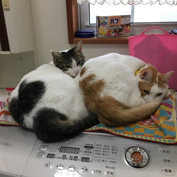 238d3f4a 8c46 48c7 add9 e8ca3a0544a2