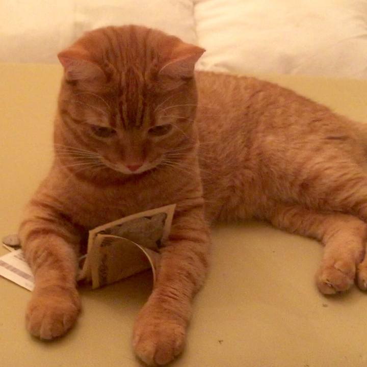 239dd734 bfec 4efa 8412 89a9c0a258db