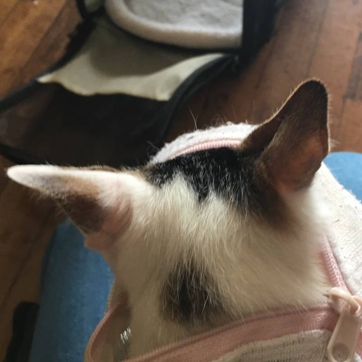 23ace79e e4cb 4377 a7a7 d82bf4bc3420