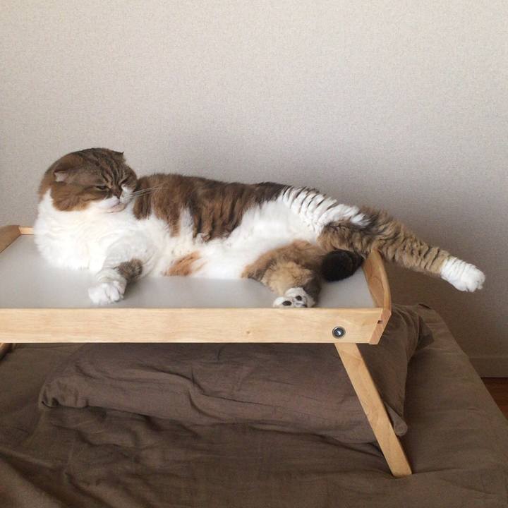 23c34512 ee3e 4b1f b82b 66ebc8b0a6a8