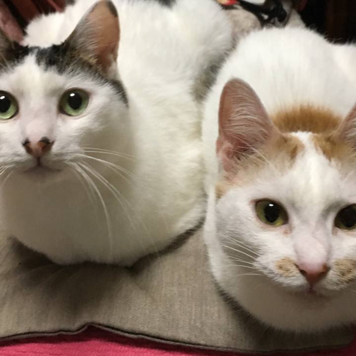 23c35240 0835 4015 80dc 6aee071064a4