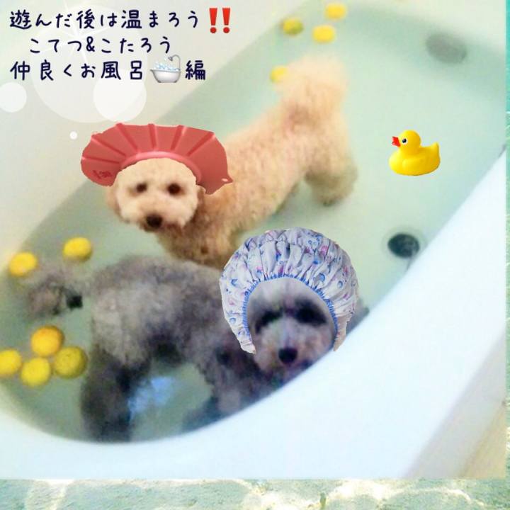 23e219d6 9e06 4fdc b573 db4477bd7246