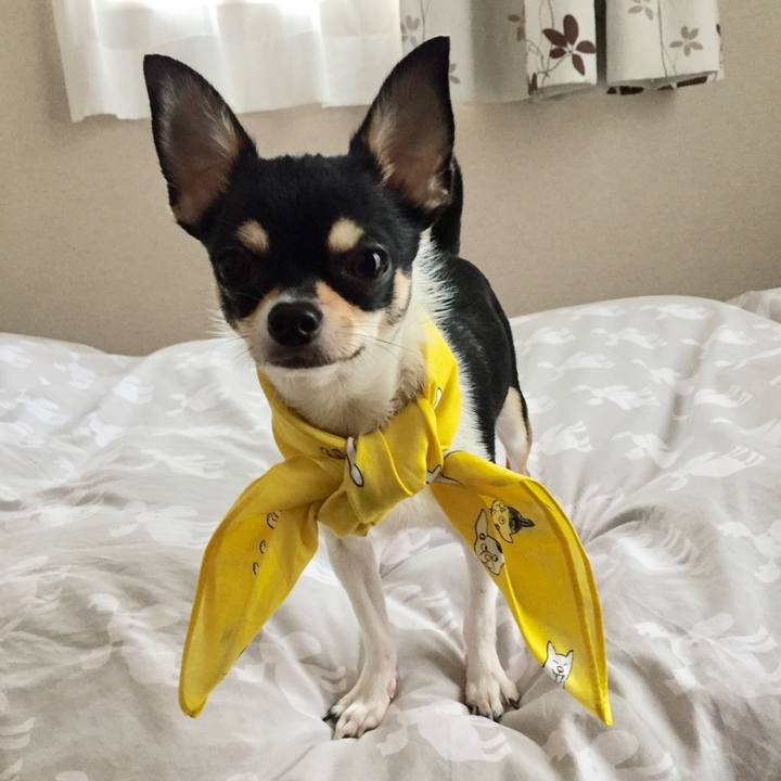 23e38c72 13e2 42c4 b8bd 716c14dda509