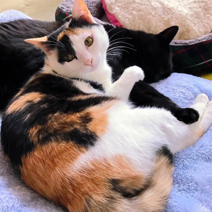 23f51056 5fec 4786 849b b52cccf6a979