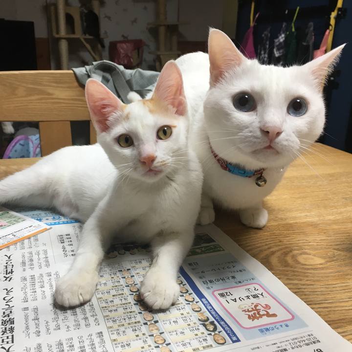 2404f21c c4c8 497f a516 b9dedc65f0f8