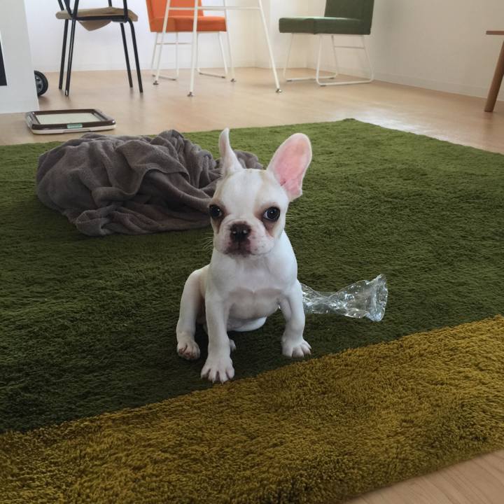 2406a3b8 29f2 4c38 8114 d8d4c5bd7fd0