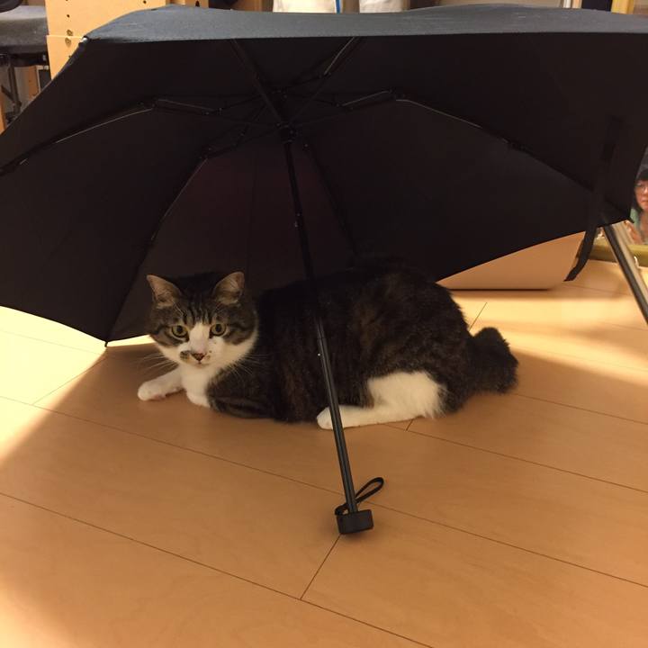 242876c6 d273 4d19 996f 2349e4886846