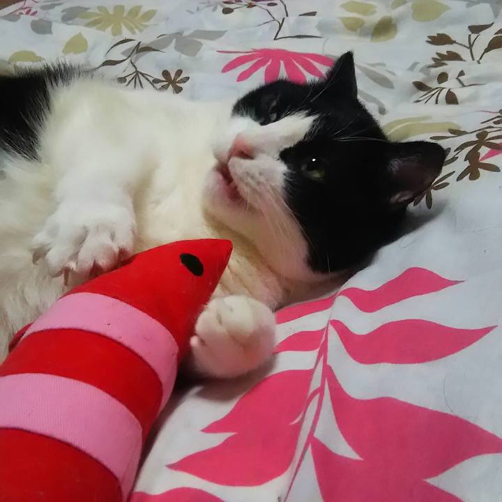 242b06a8 3943 490c 9267 179998d23014