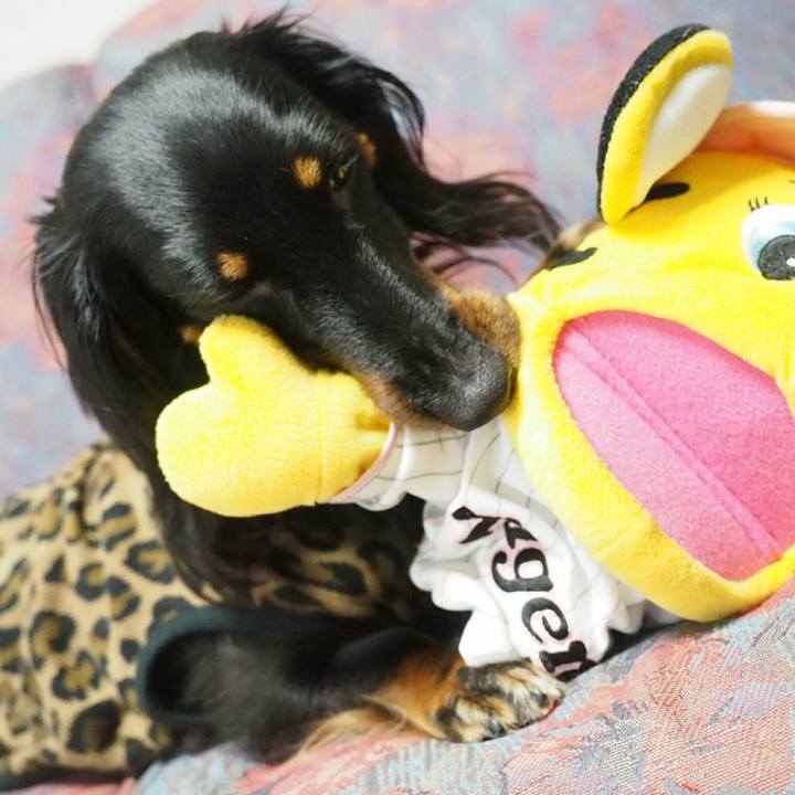 24306124 3716 41b2 bc3a f5bfb8a0c7bb