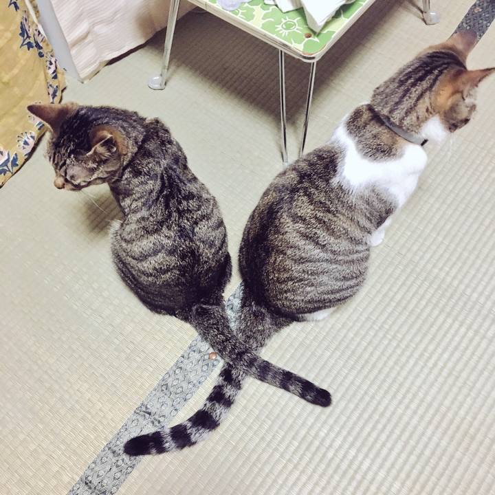 24387996 7210 4620 86fc f541407b089f