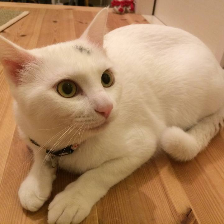 244a18ce 7a01 4eed 8fce 77bc993cb431