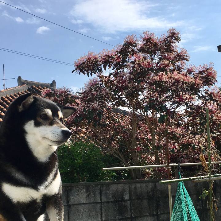 245f00de cdb3 4e50 ad92 fc864e2af4a8