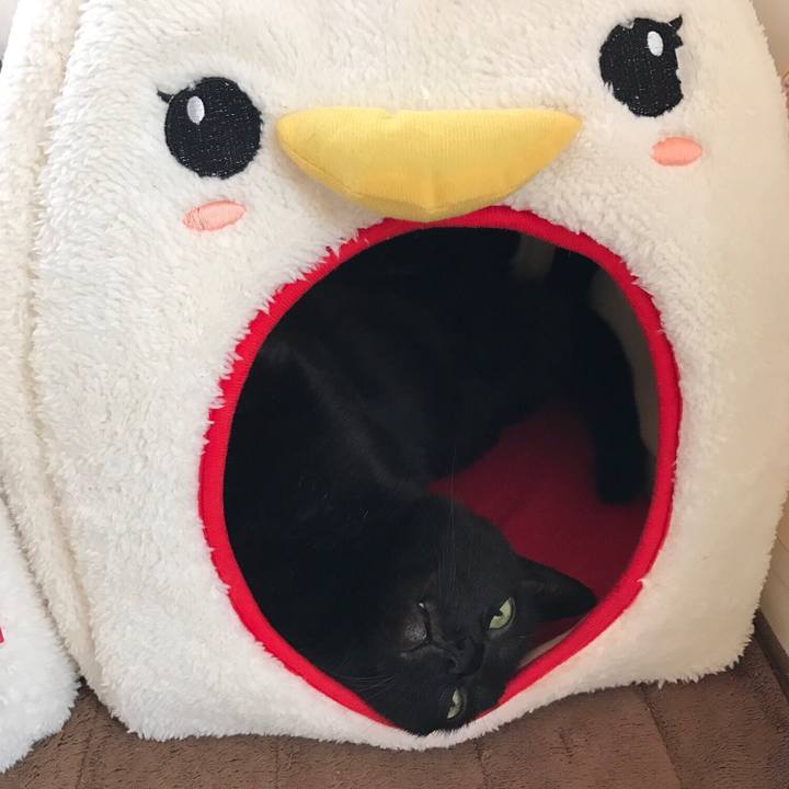 2479e358 9a4c 4106 a476 cd669e0c63f2