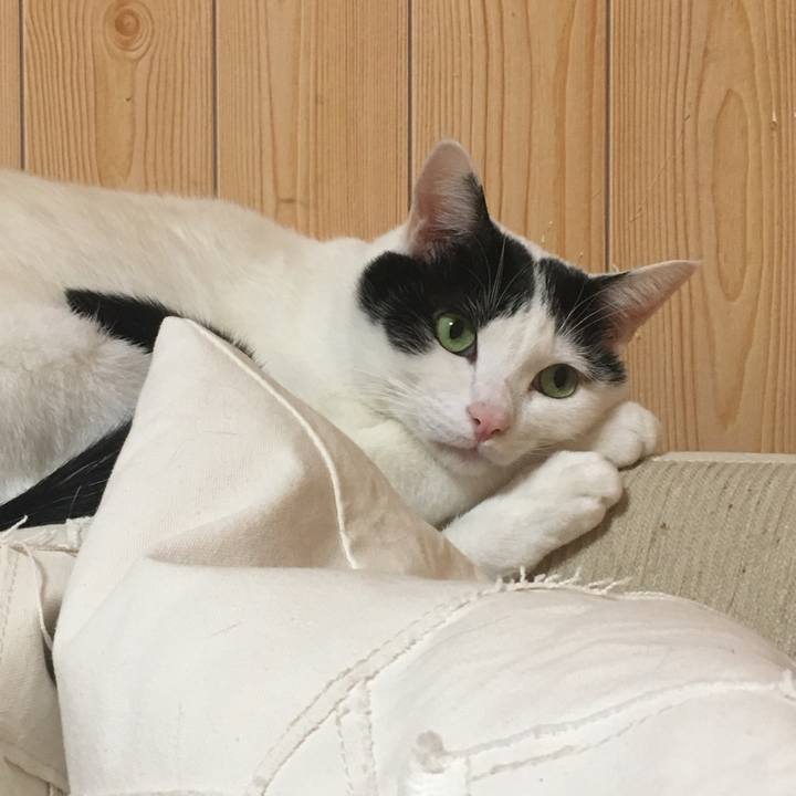 2485a4af 0cc8 4c89 b16f eeebce8bb5b2