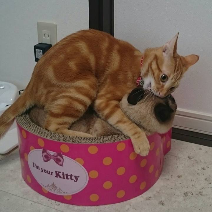 2485e86a 80f4 4cce 8143 d9b62a3957ad