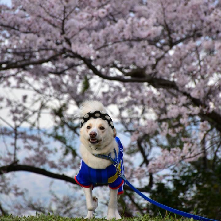 24b88a00 0c58 4b4e 985c d6593ef9a589