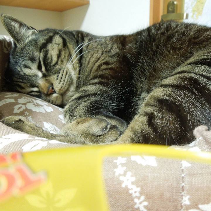 24c6f90b 1809 44b4 a613 8cc8c3fba62b