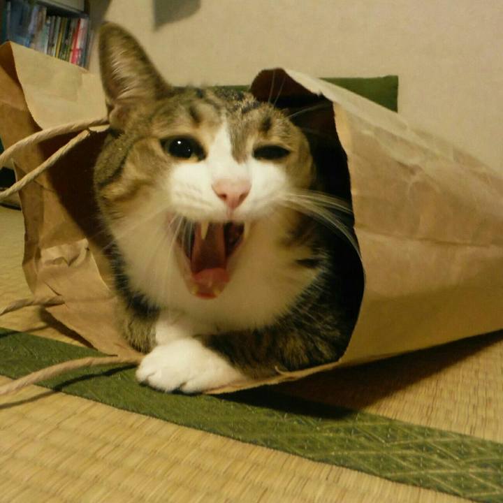 24e3b4dd 61aa 40cb 8d0c 020edb326942