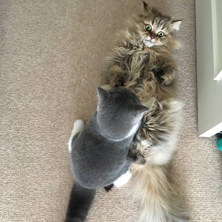 24e90070 fc9a 429b b4a9 4f462ca36f37