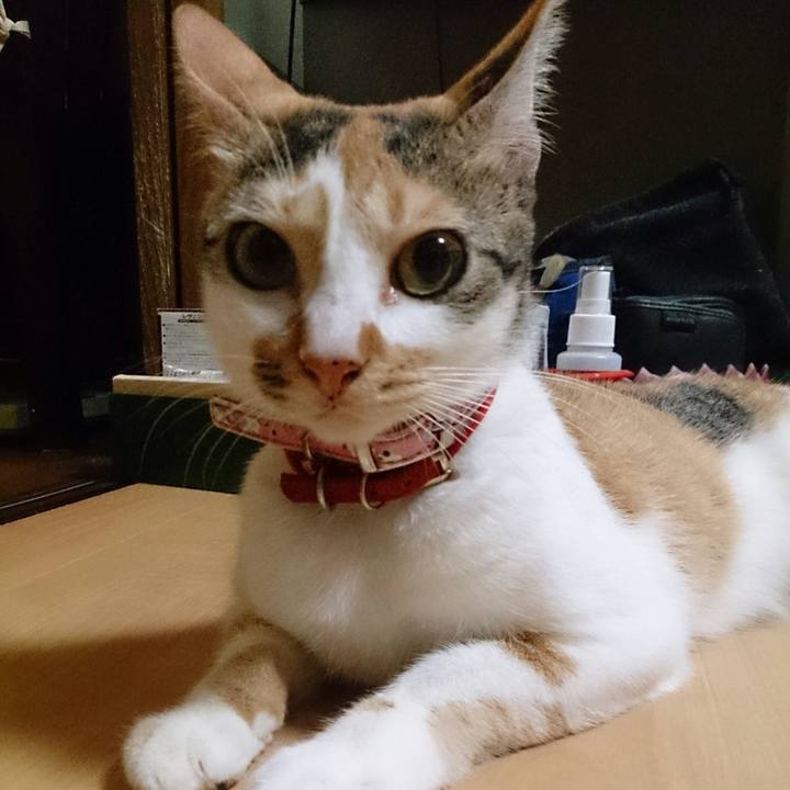 24f58cc8 8112 4c71 9897 d7f28ba77138