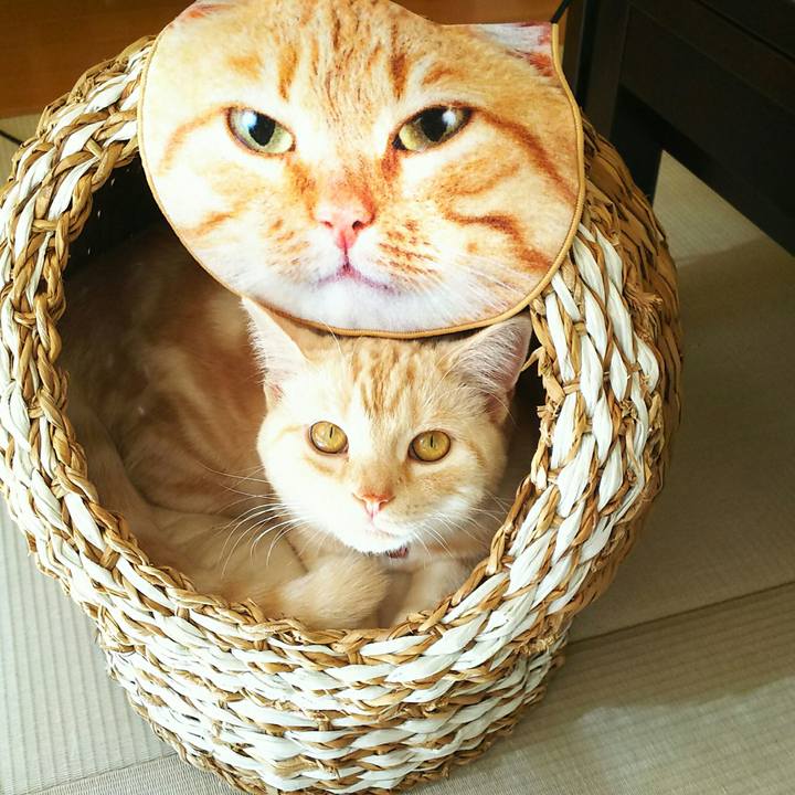 24fbabb5 2839 40ee 8cfe ce390708f7b0