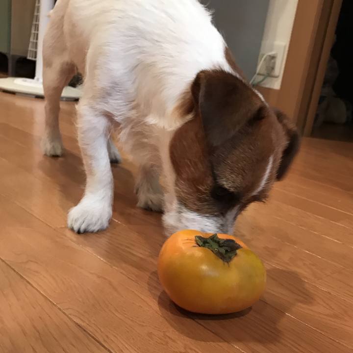 24fec912 f7e5 4257 b82f 1003a93f4fbc