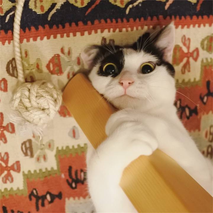 250b0d94 6985 4199 9011 5801c633626f