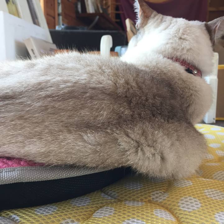 250b5577 283c 48aa a41d e6babaed602a