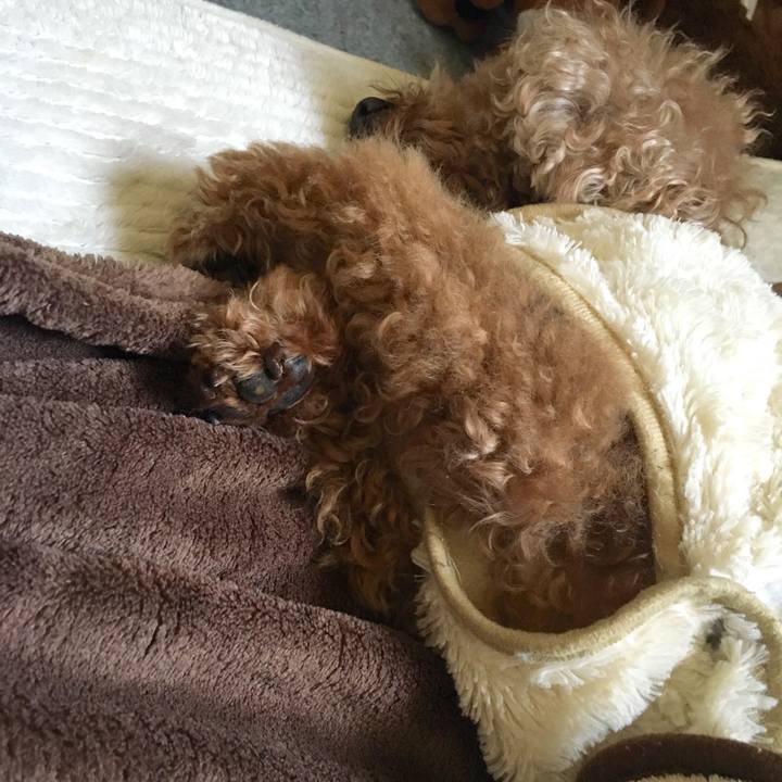 250ca5c5 5371 494b 957b 0599f2d6a1de