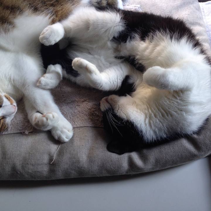 25274fea 5b38 4e1a 86fc 51ab32af380b