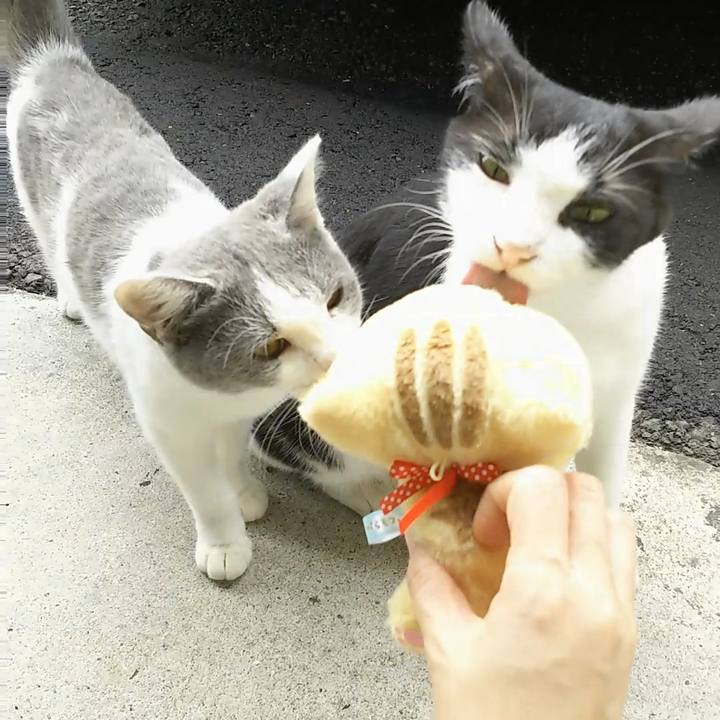 252aa0b1 2dbd 4cf2 ac60 4d9fd71c7a3c