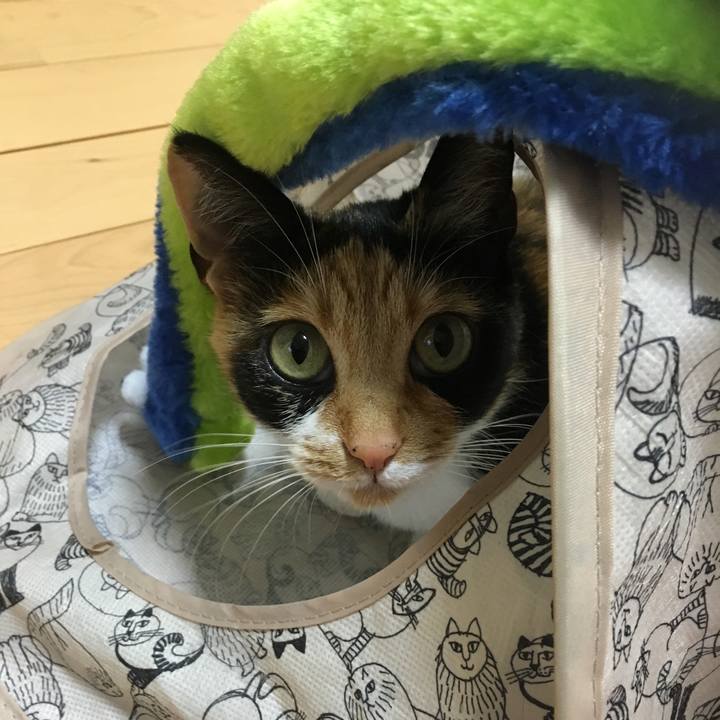 252b7f4e 72f0 40ae b542 eb7d9592c177