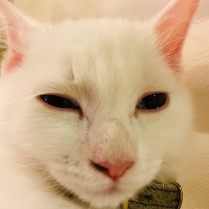 252d61ac b6bb 4435 bdd1 1b290cfa28c7