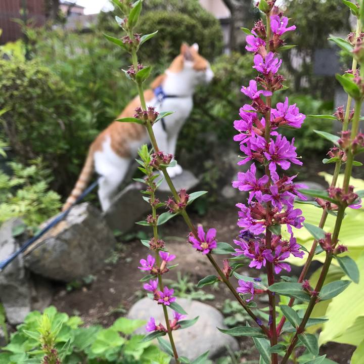 25427fb7 3905 43cf b234 bfb6dbe19bcc