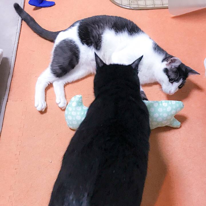 25512f44 77a9 4f1f af4d 9228573dcce4