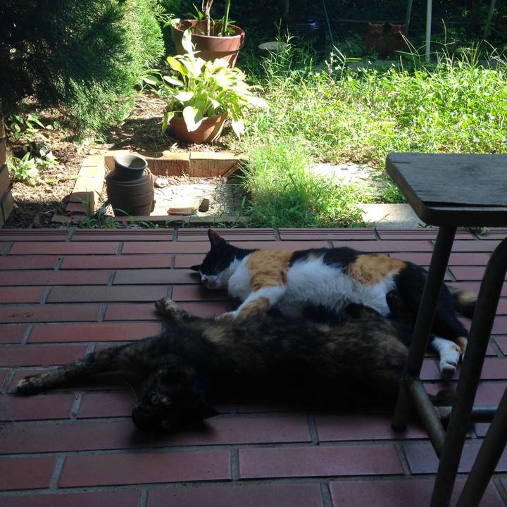 255e0606 2765 4738 9e2a 5f46984570c4