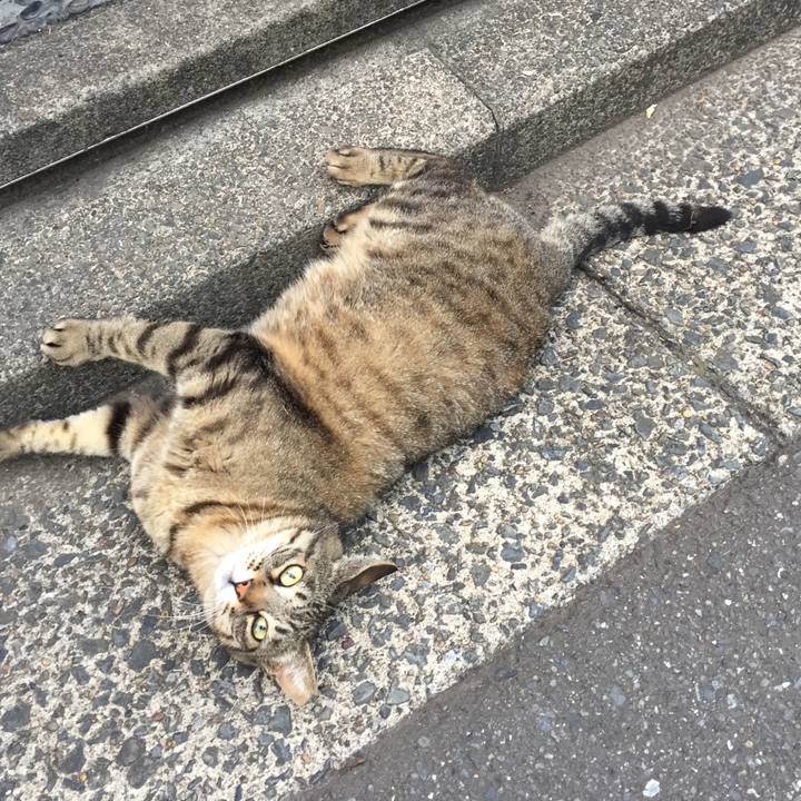 2565a523 4450 48bb b9d4 79722d5294d1