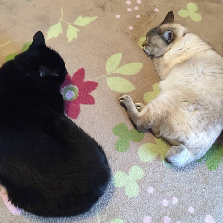 25668dac cbc6 4c01 90fd 9ff3b77a0b2b