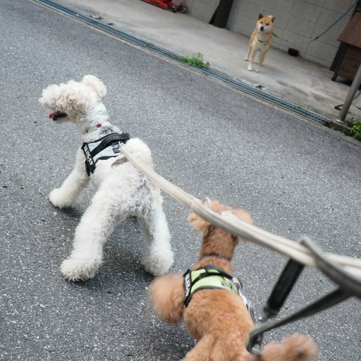 2568cd30 6d37 43fc aa9e d259cca36239