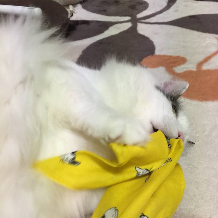 256e0739 2f78 4228 a99d 5036d1a4ec43