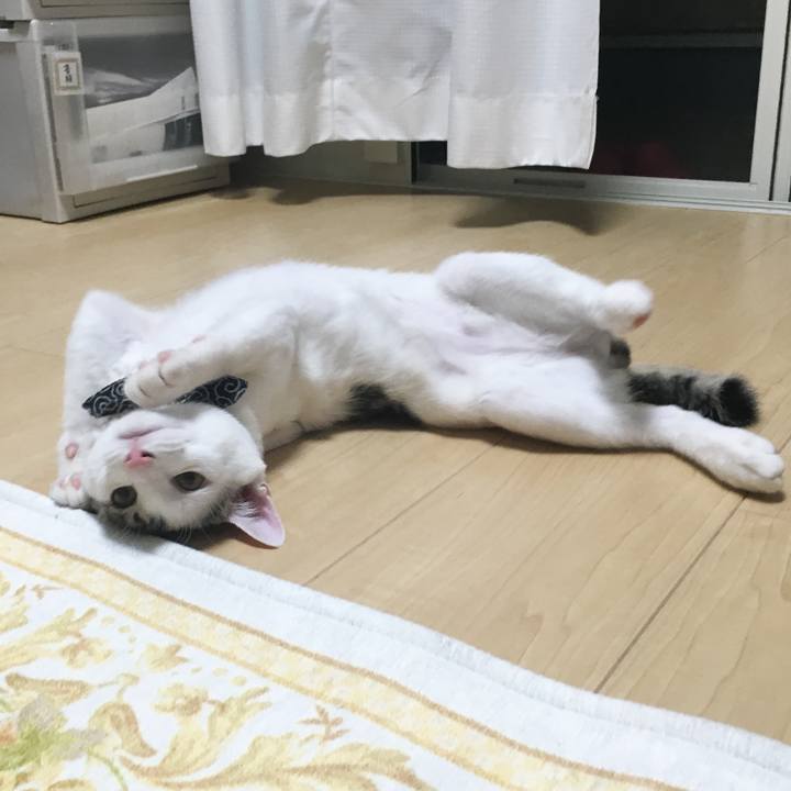 256e29c8 5331 415b 8636 2d19536535be