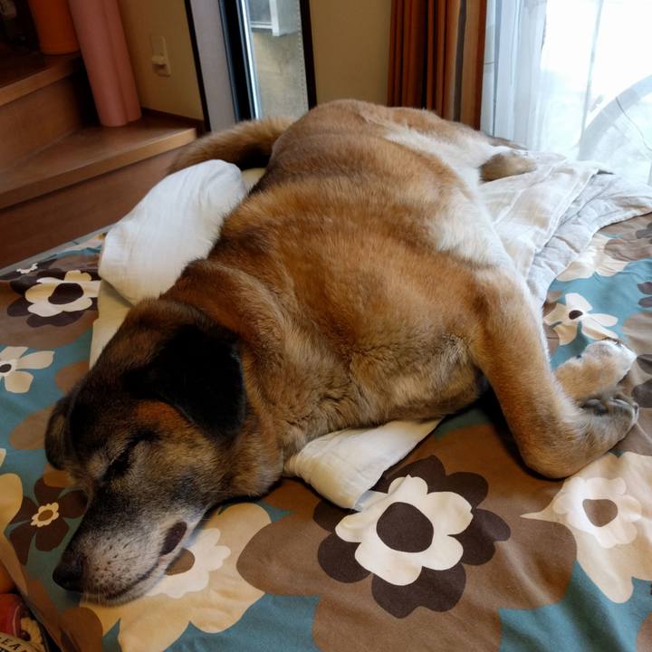 256e3f95 7527 4a33 856c 6342413ed047