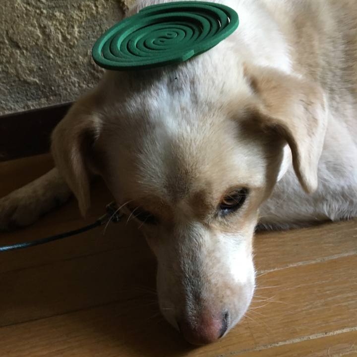 257fc411 6824 4056 a34f 58cde8f767ed