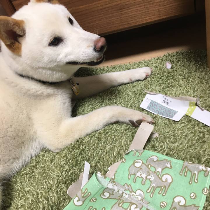 257fdd4e 8004 4401 9fb4 913e6889e1c3