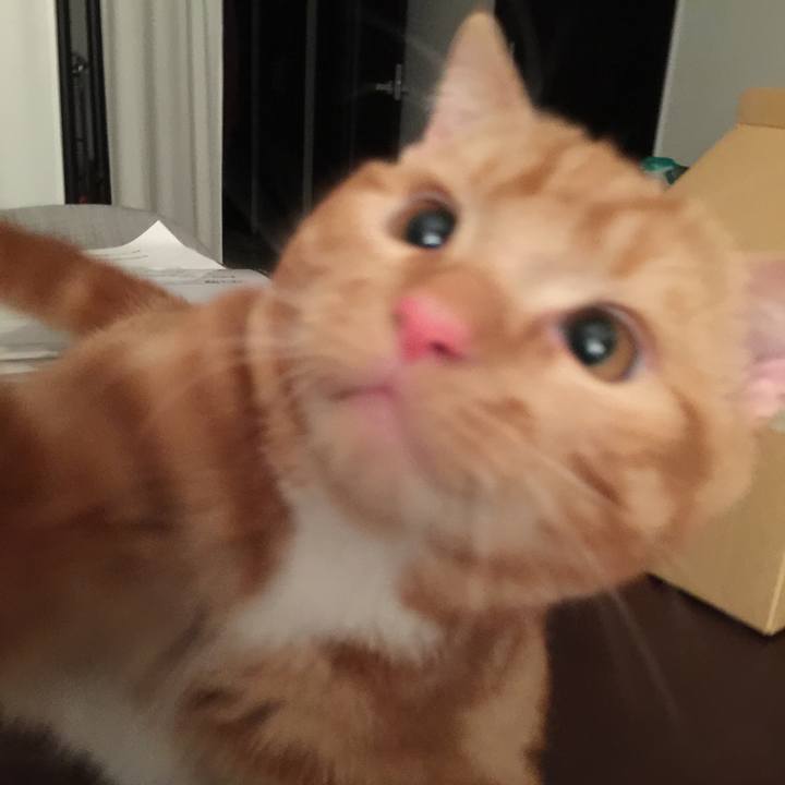 258034bc b6df 4fe2 81d6 e861718d4073