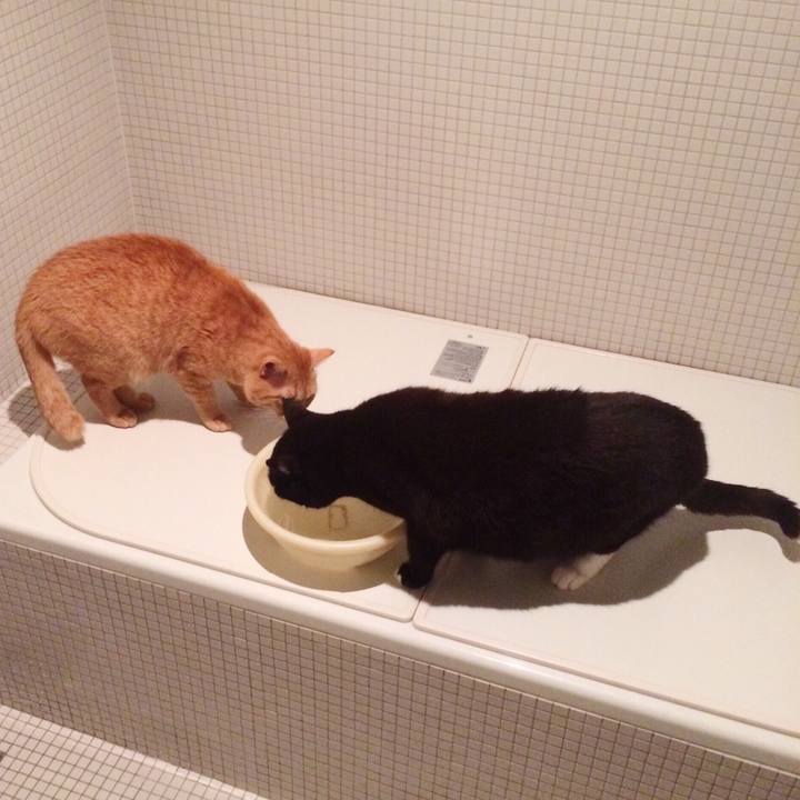 258f484a 3c75 49ce 9557 df48fa785cb8